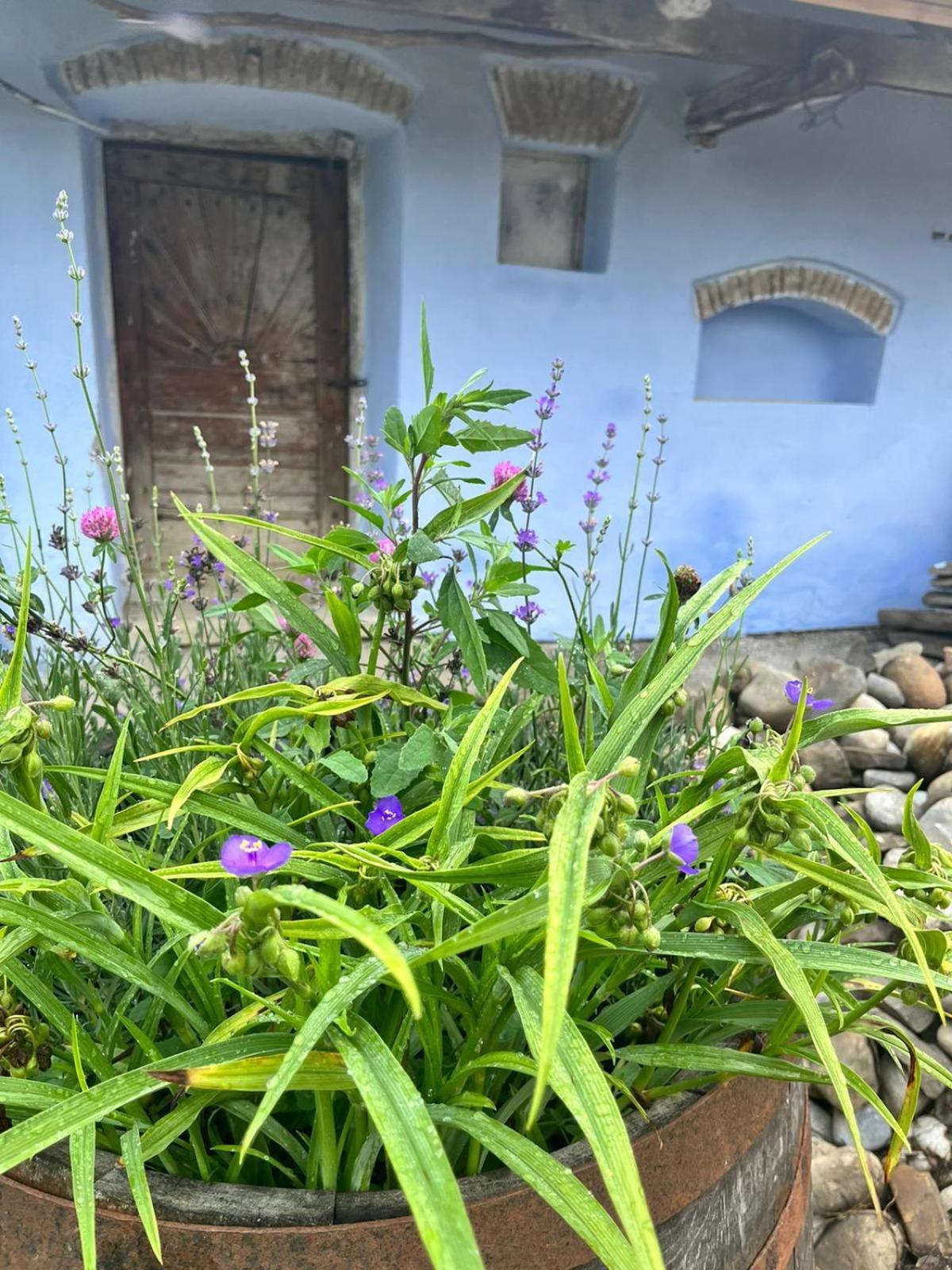 Bunesti  Haus Rether - Transylvanian Guesthouse מראה חיצוני תמונה